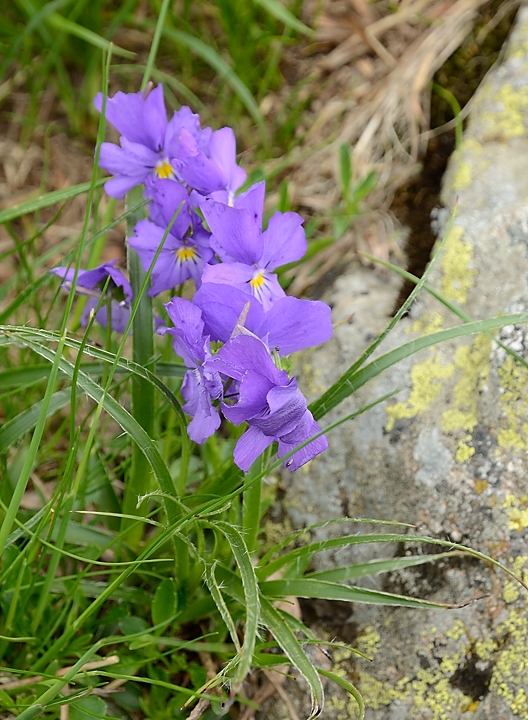 20160702-058-ArollesChamrouss.jpg - Pensees