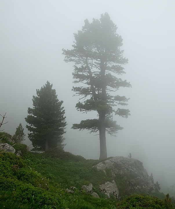 20160702-065-ArollesChamrouss.jpg - Cembras jeunes et vieux