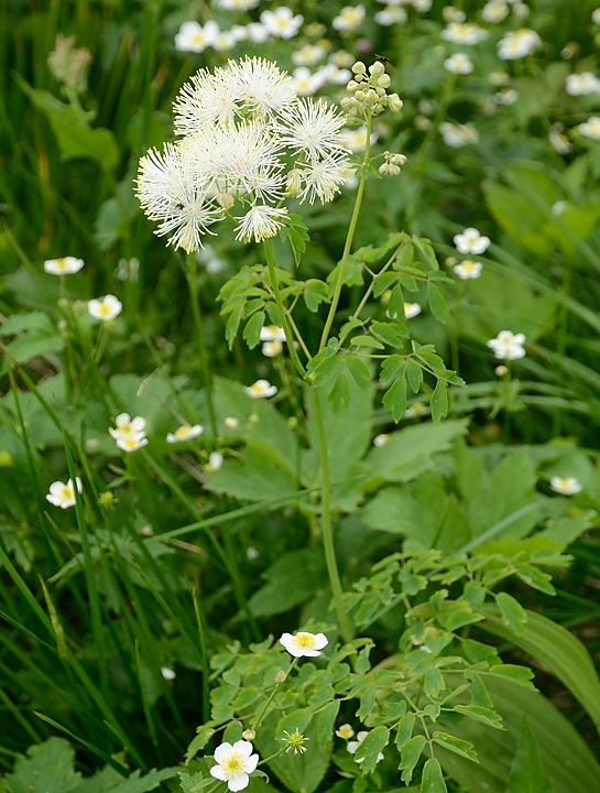 20160702-076-ArollesChamrouss.jpg - Pigamons a feuilles d'Ancolie (blanc ou rose c'est la meme espece)