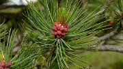 20160702-006-ArollesChamrouss