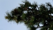20160702-025-ArollesChamrouss