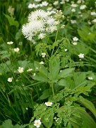 20160702-076-ArollesChamrouss