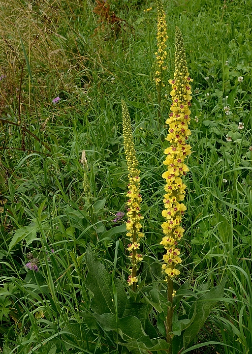 20160703-002-GargasValjoufrey.jpg - Juste a la sortie du village : molène noire en épis bien droit -- ailleurs dans la vallée il y a surtout des molènes tres ramifiees, probablement des molènes lychnides (car feuilles pas trop blanchâtres)
