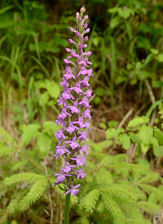 20160703-005-GargasValjoufrey.jpg - Orchis moustique (feuilles lancéolées vertes sans tâches)