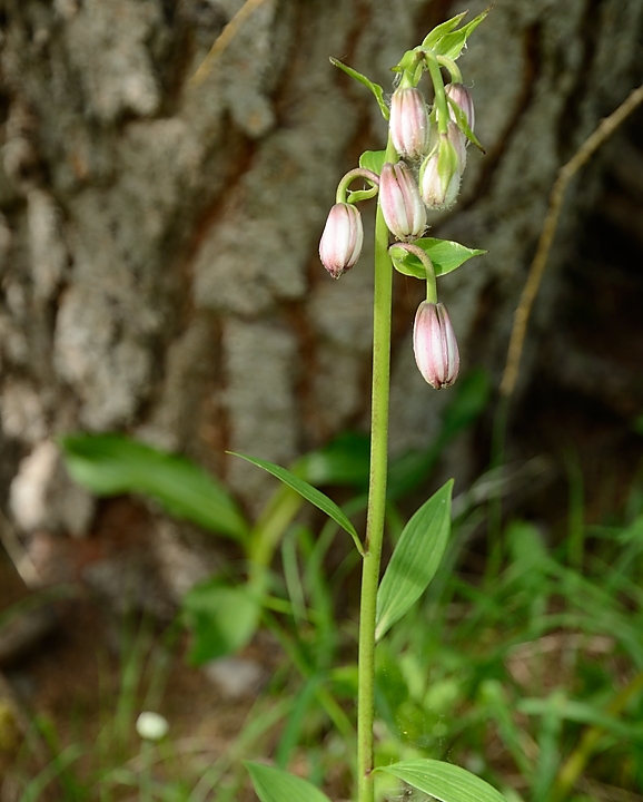20160703-014-GargasValjoufrey.jpg - Lis martagon