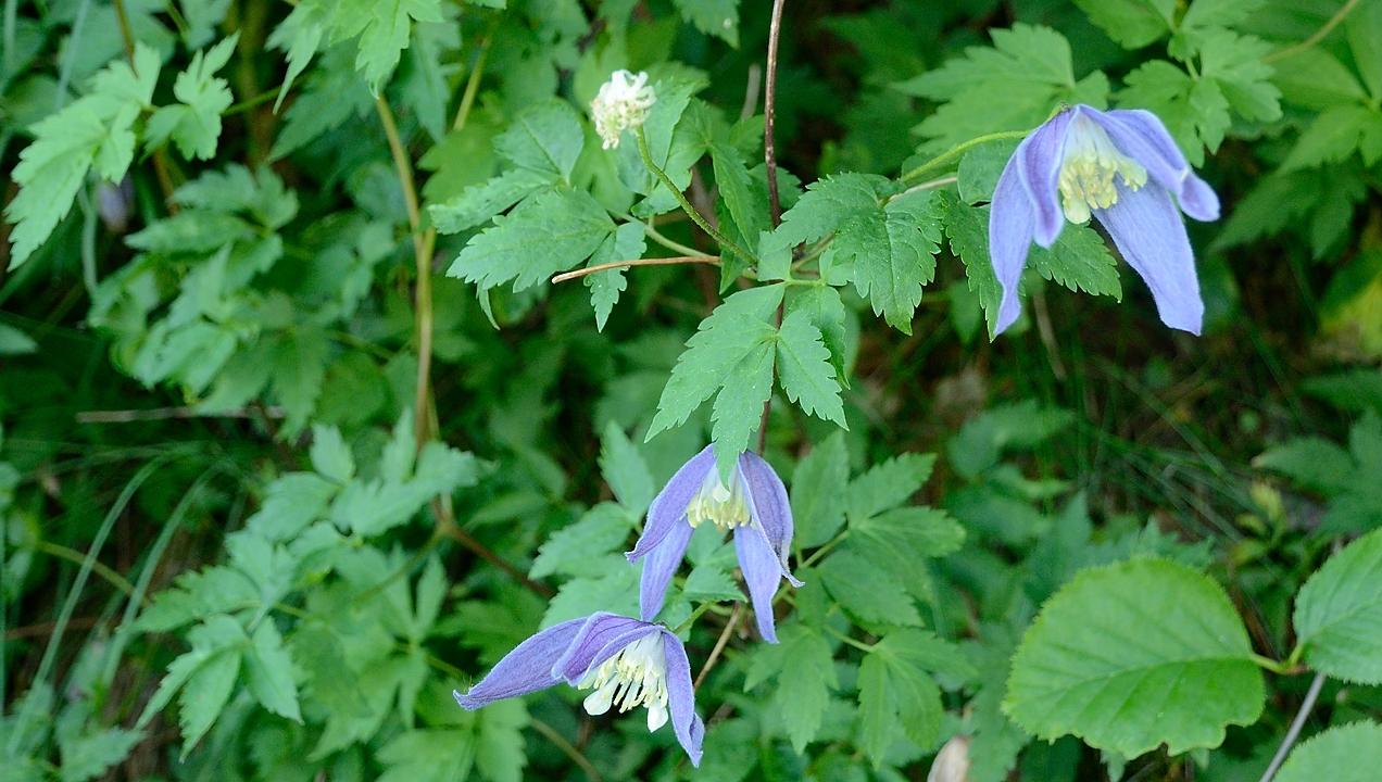 20160703-022-GargasValjoufrey.jpg -  ... clematite des Alpes (altitude 100-2400m, donc normal que celle dans mon jardin n'a pas vecu longtemps)