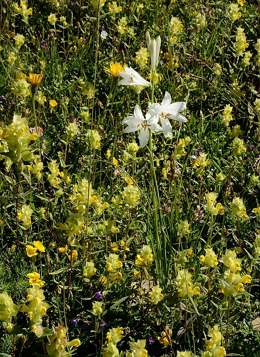 20160703-026-GargasValjoufrey.jpg - Apres le col dans des prés  bien ensolleillés : Lys de Saint-Bruno -- il n'y a pas de doute possible  (mais attention, c'est rangé maintenant dans les Xanthorrhoeacees, plus dans les lys)