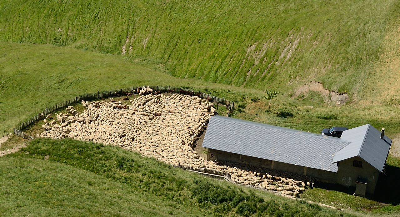 20160703-030-GargasValjoufrey.jpg - Les moutons sont plus bas, voilà pourquoi les prés sont encore si beaux
