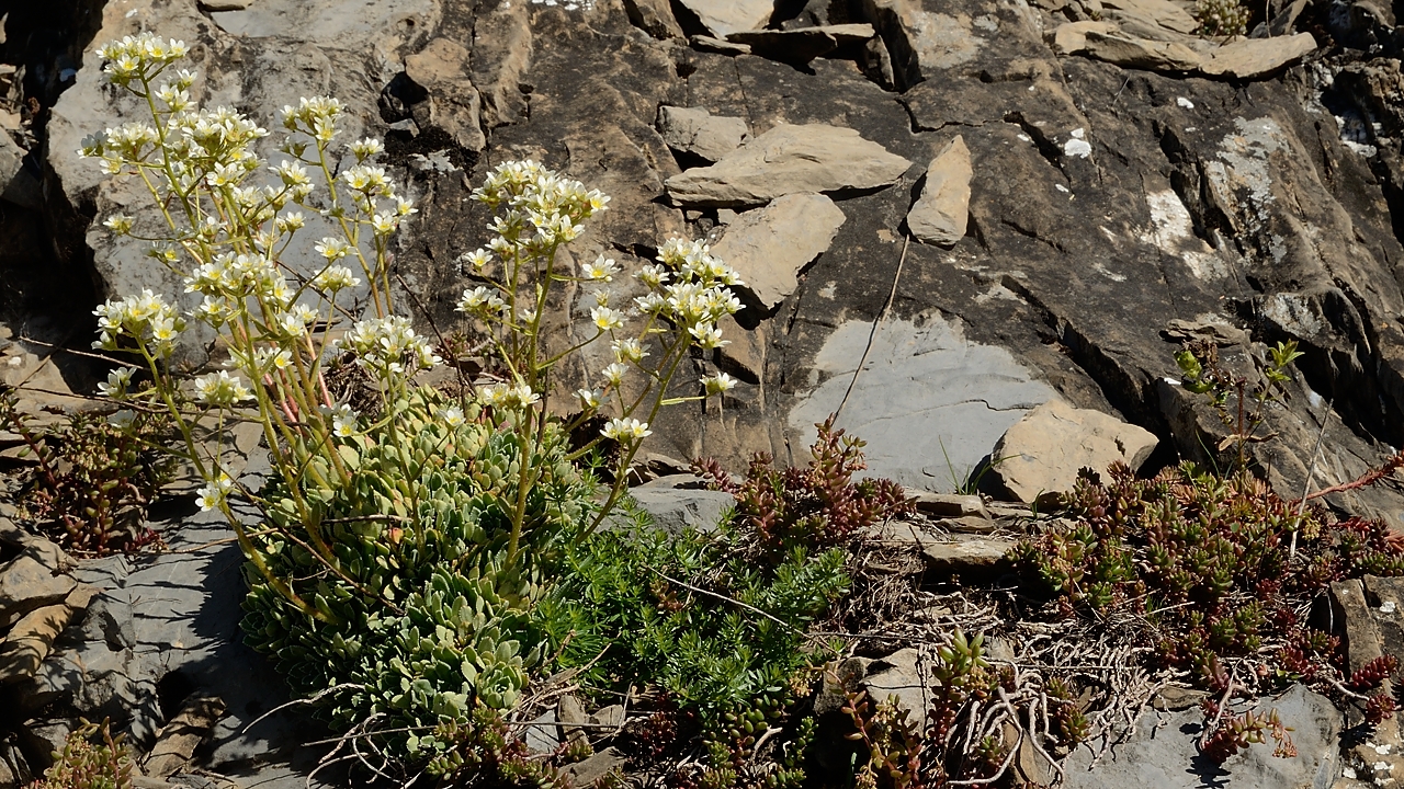 20160703-031-GargasValjoufrey.jpg - Une saxifrage -- peut-etre une paniculée, c'est la seule qui colle, et elle est tres frequente