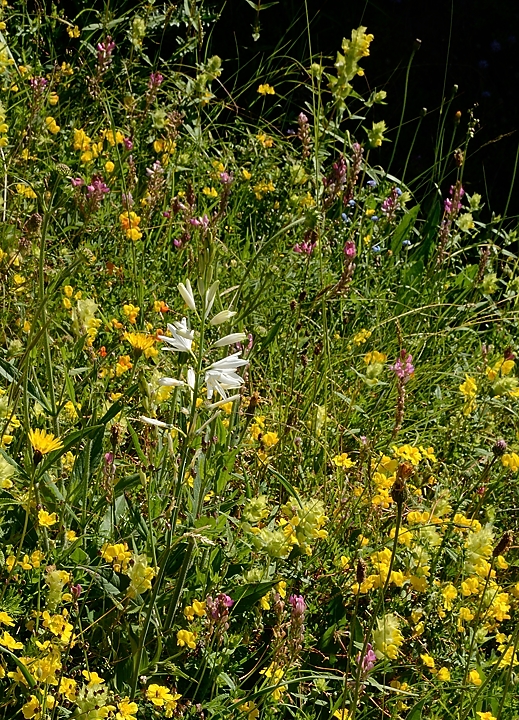 20160703-033-GargasValjoufrey.jpg - La c'est une phalangere a fleur de Lys (rangee maintenant dans les Asparagacees -- qui incluent les asperges, muguets, colchiques, ornithogales et autres jacinthes -- et ne plus dans les lys)