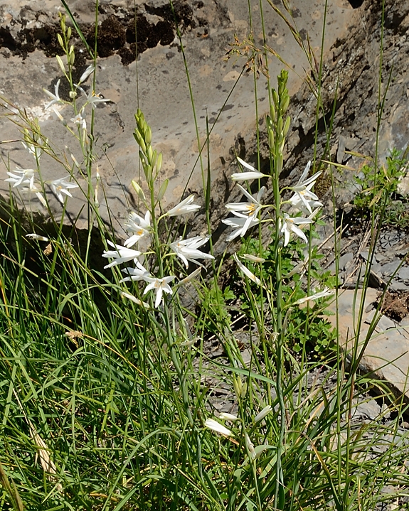 20160703-036-GargasValjoufrey.jpg - Encore des phalangeres