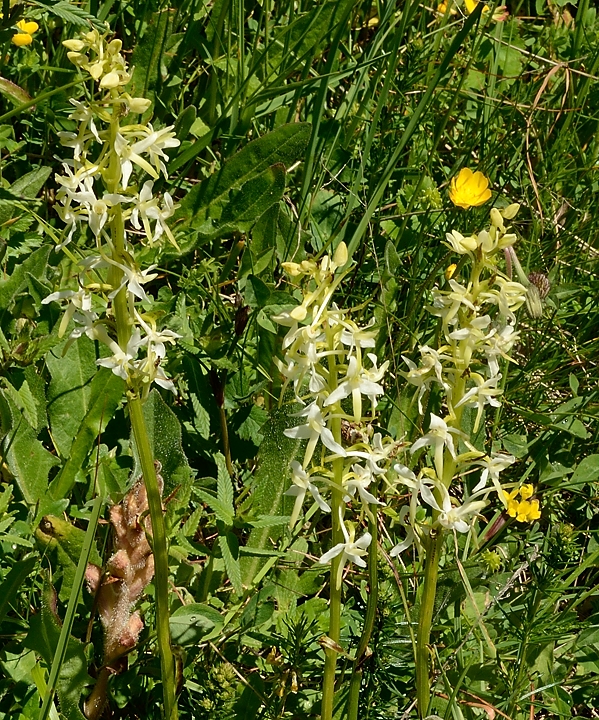 20160703-038-GargasValjoufrey.jpg - Orchis a deux feuilles probablement. L'orchis verdatre y ressemble beaucoup, mais voila il es suppose un peu plus "verdatre", les photos que j'ai trouvee me font pencher en faveur de bifolia
