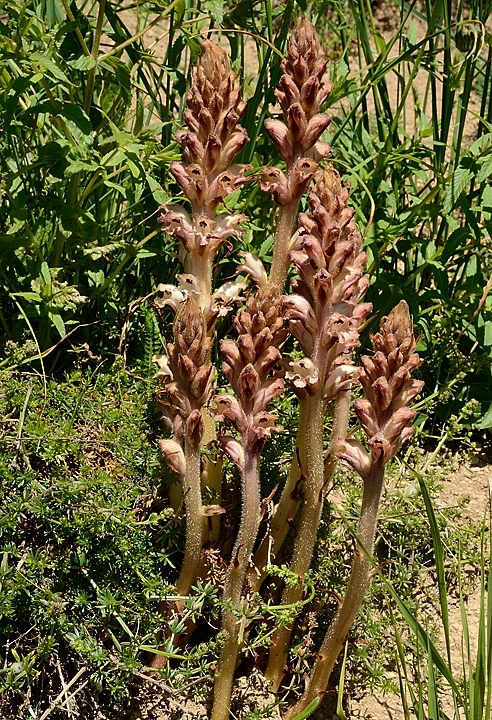 20160703-041-GargasValjoufrey.jpg - Orobanche a odeur de girofle en train de faner (je ne l'ai pas senti mais c'est cet orchis qui parasite principalement les gaillets -- qu'on distingue bien tout autour) : il y en a plein dans les prés au-dessus de ND de la Salette