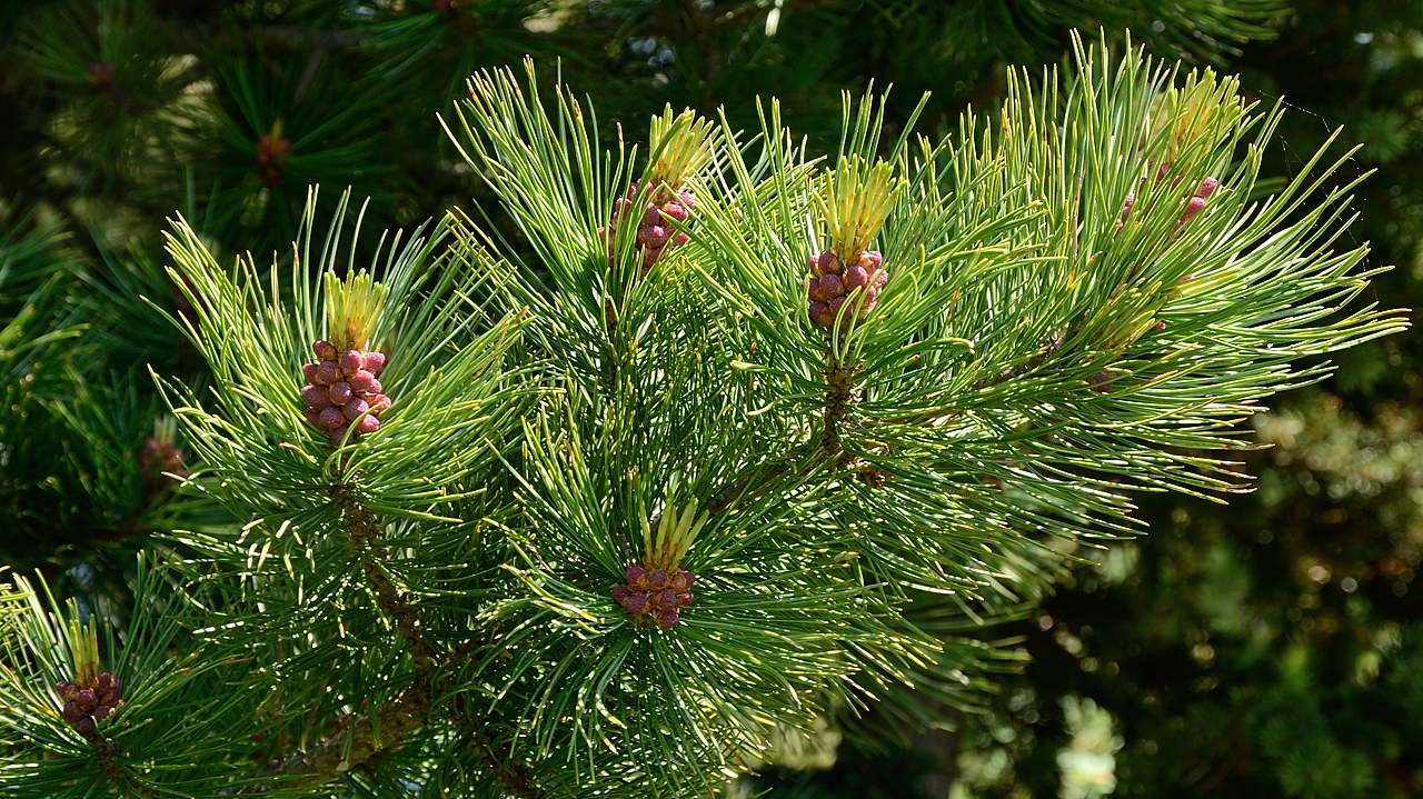 20160703-043-GargasValjoufrey.jpg - ha, je reconnais un pin cembra avec ses aiguilles fines et par 5, juste au-dessus de ND de la Salette, on dirait les arbres ont ete plantés
