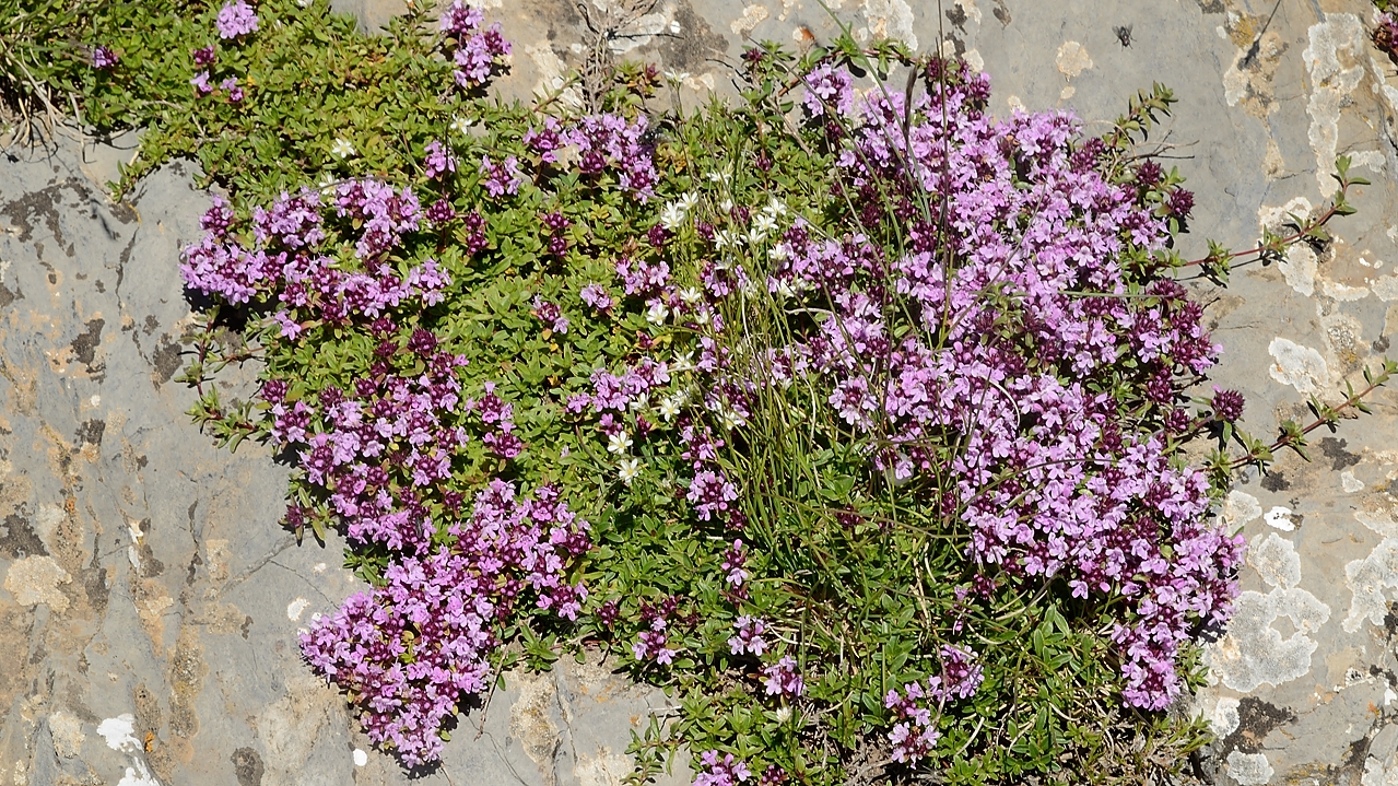 20160703-051-GargasValjoufrey.jpg - Le thym serpolet est partout