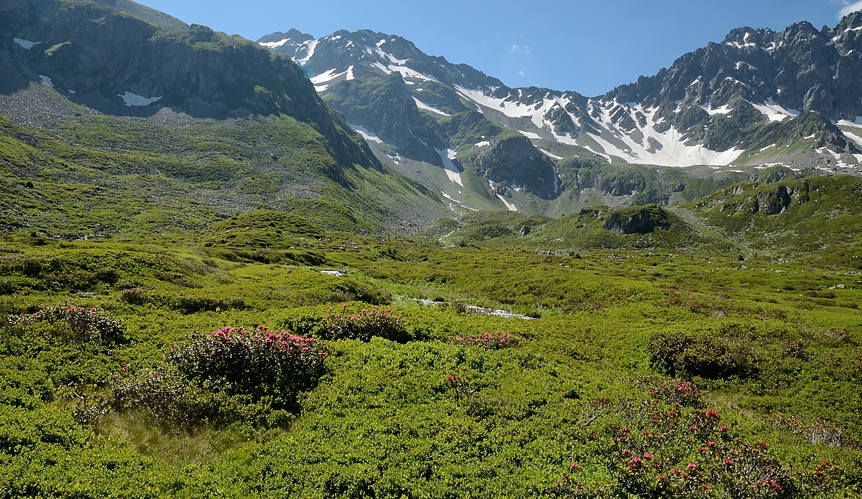 20160709-010-GleyzinVayVeyton.jpg - La grande plaine sous les lacs, dans la partie superieure couverte de rhododendrons et de myrtilles, presque exclusivement