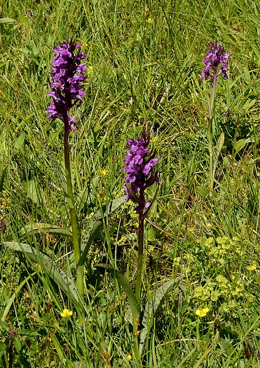 20160709-017-GleyzinVayVeyton.jpg - Orchis incarnat probablement (la description colle, ainsi que la station en pré humide)