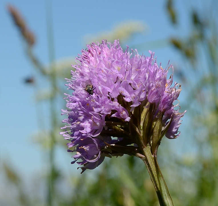 20160716-016-Trelod.jpg - Orchis globuleux car  l'epis est dense et plutot sperique et le labelle legerement moucheté -- donc pas d'orchis pyramidale qui  est moins dense est pas du tout moucheté