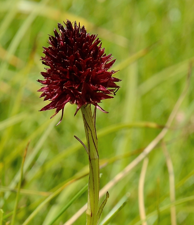 20160716-026-Trelod.jpg - Nigritelle noire ou orchis vanille je pense, la plus commune ... mais il y a d'autres nigritelles semblables