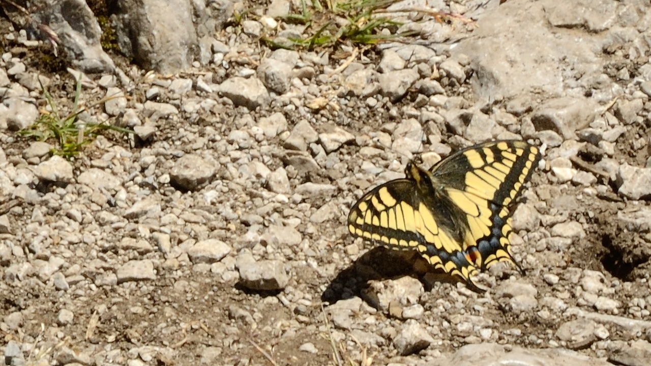 20160716-037-Trelod.jpg - Joli machaon ... qui n'a pas choisi l'arriere-plan le plus photogenique )-: