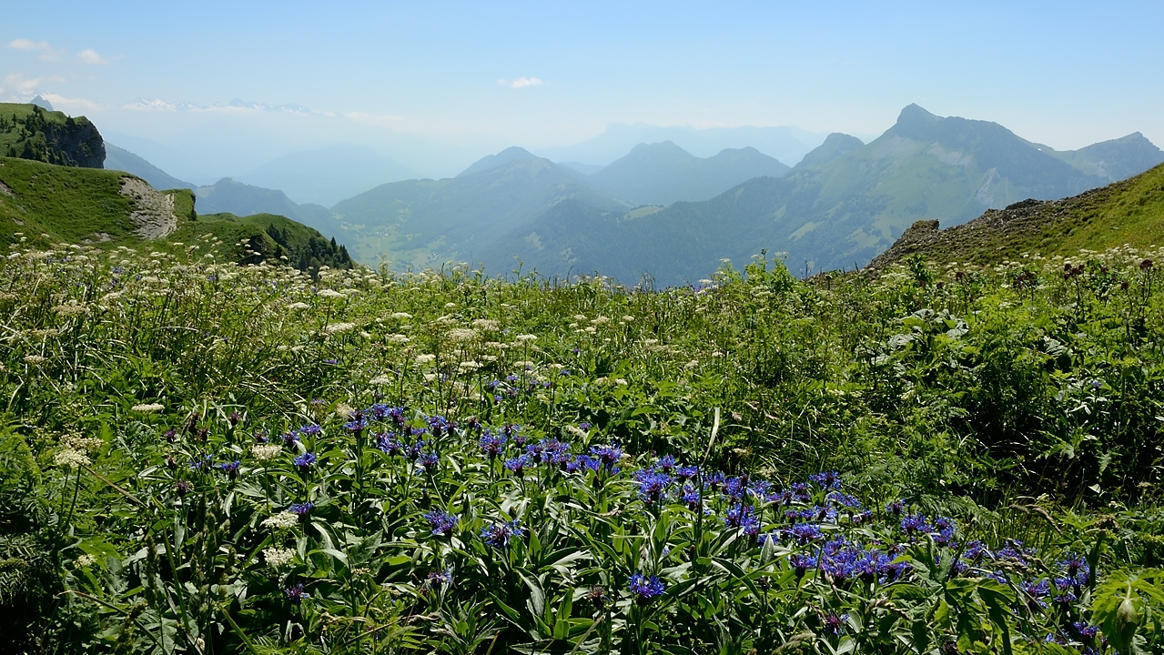 20160716-043-Trelod.jpg - Centaurée de montagne et vue sur le sud de Bauges (on devine encore le Col de Frene)