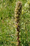 20160716-023-Trelod