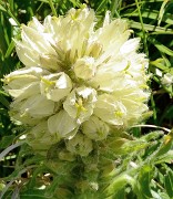 20160716-029-Trelod