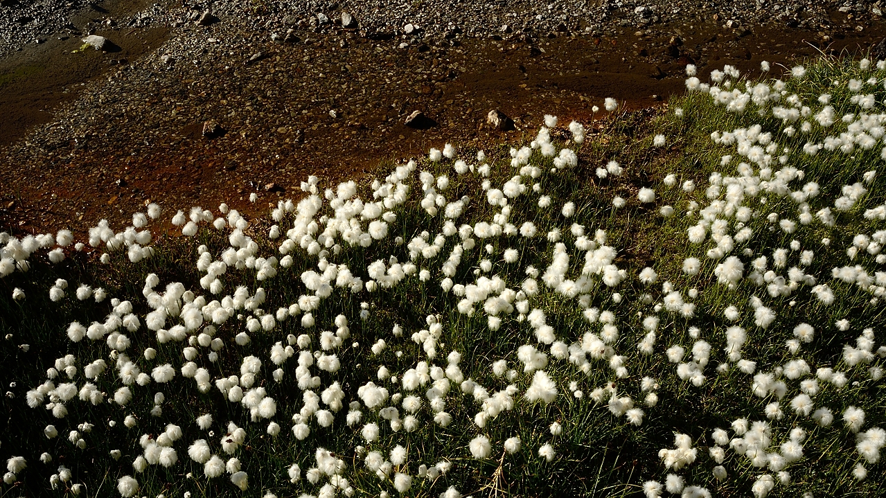 20160828-009-PasCoche.jpg -  ... plaine humide couverte de linaigrettes (Eriophorum)