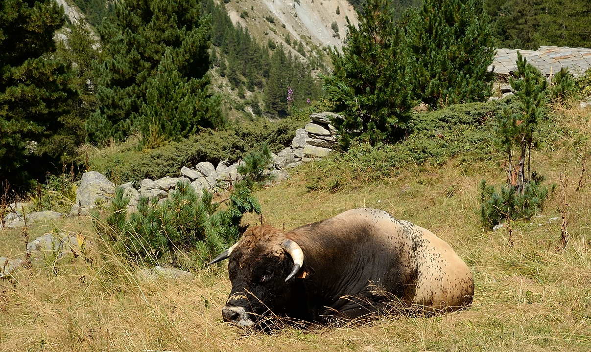20160828-033-PasCoche.jpg - Il et beau, non ? on a preferé ne pas trop le deranger, on ne sait jamais (dans la vallee d'Etache en-dessous de la ferme du meme nom)
