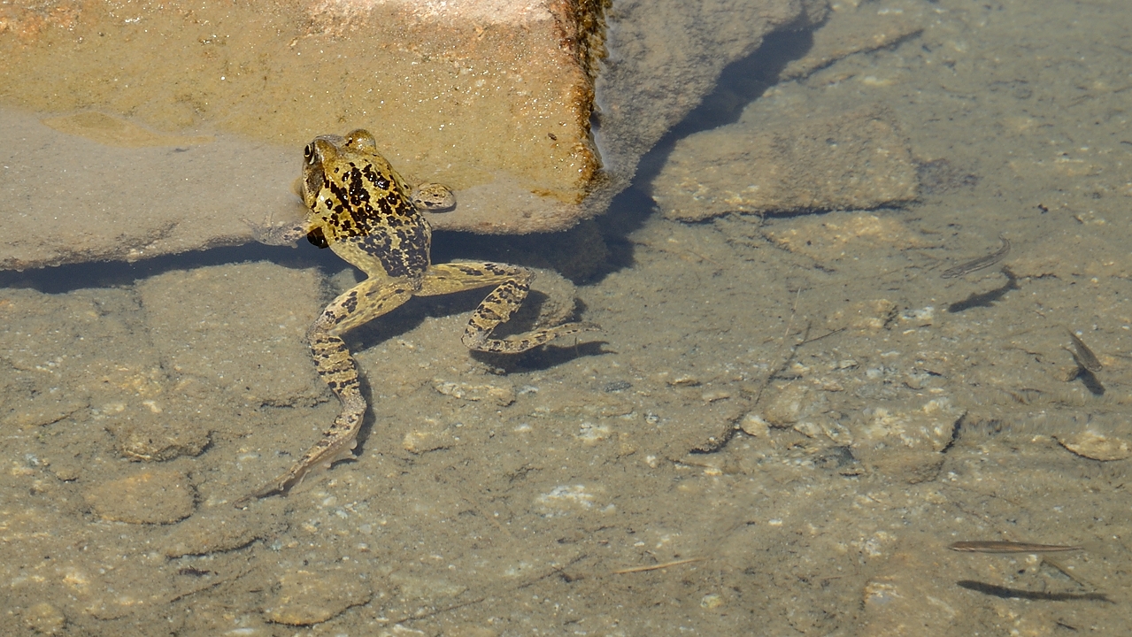 20160904-006-Petarel.jpg - Grenouille et petits poissons dans le plus grand des Lacs de Petarel