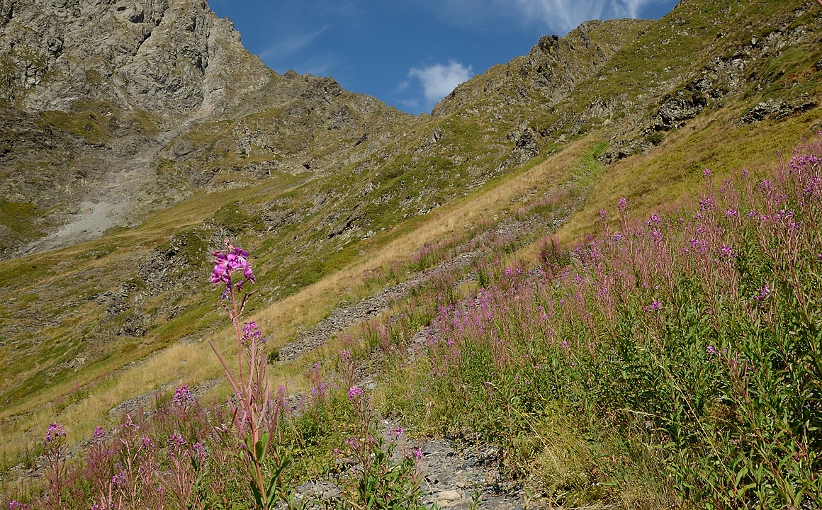 20160911-024-Coiro.jpg - Champ d'épilobes, encore en fleurs, dans la descente du Col de la Pierre Luminet