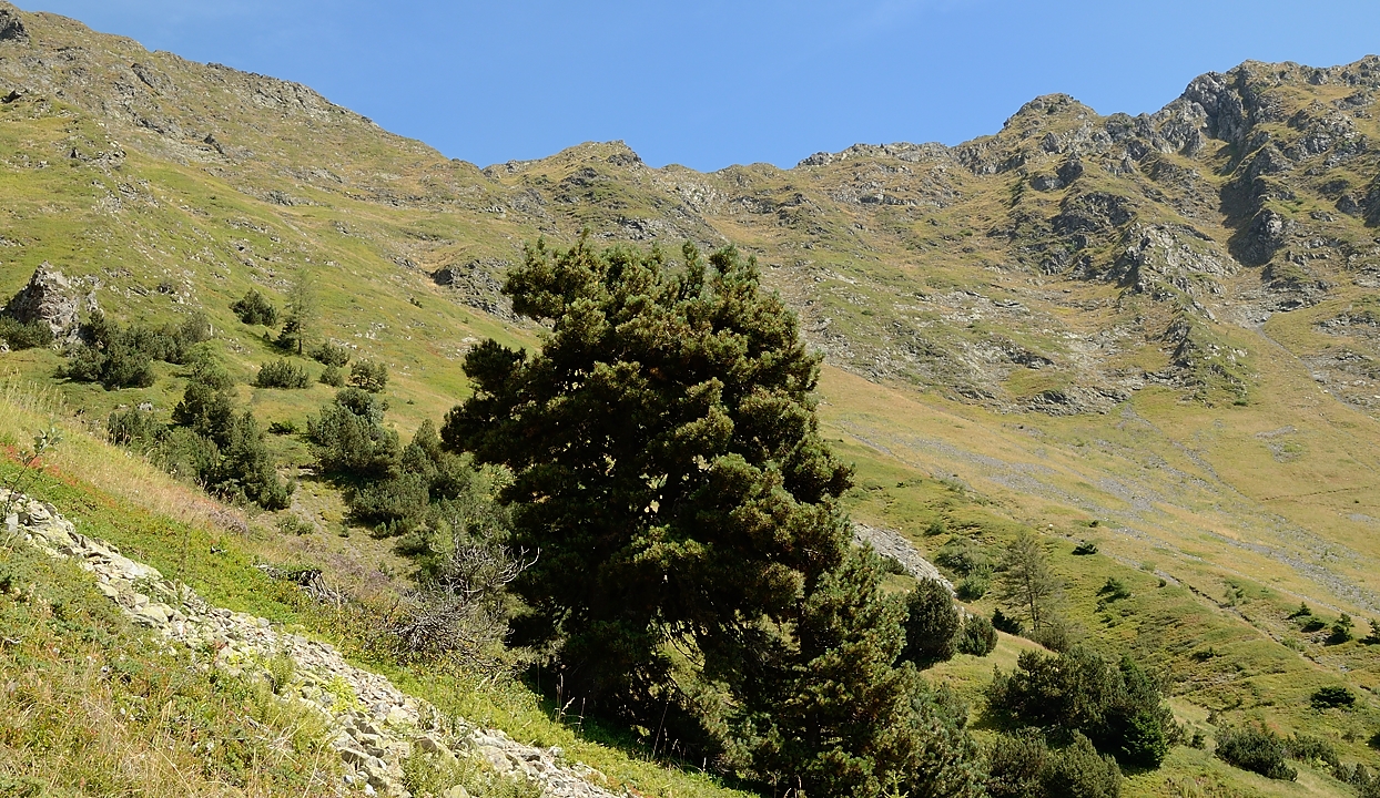 20160911-025-Coiro.jpg - Une petite forêt de pins (noirs) et de mélèzes