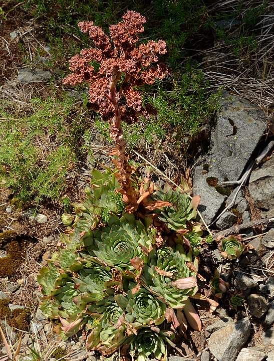 20160911-028-Coiro.jpg - Jolie joubarbe, je ne comprends pas trop laquelle, peut-etre la variété tectorum (des toits)