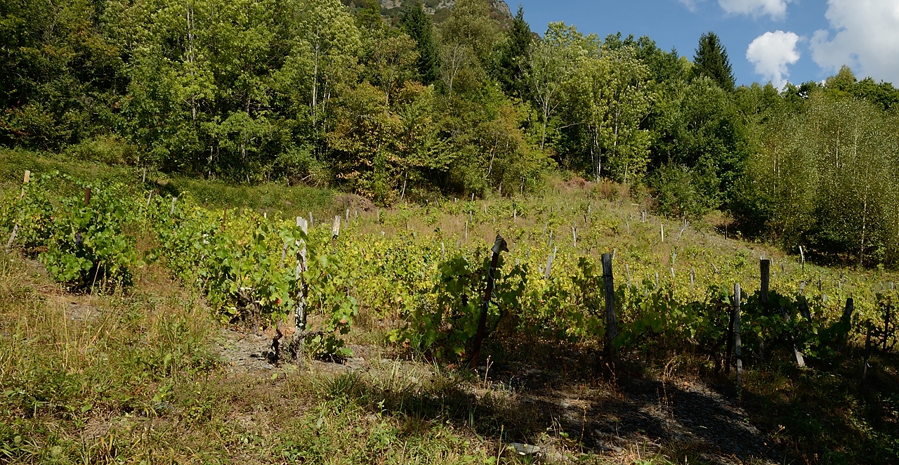 20160911-029-Coiro.jpg - Le vignoble de Valbonnais, on ne s'attend pas vraiment d'en trouver ici ...