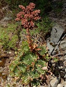 20160911-028-Coiro
