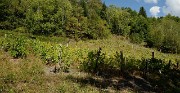 20160911-029-Coiro