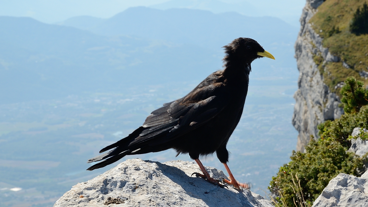20160925-018-DentCrolles.jpg - Alpine Chough, a pritty shaggy one