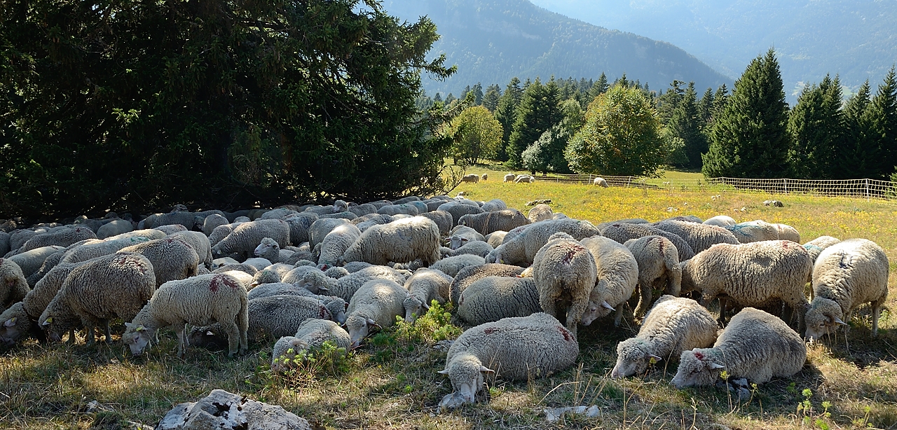 20160925-035-DentCrolles.jpg - Plenty of sheep below the Habert de Pravouta, all packed together in the shadow