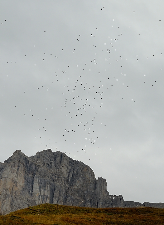 20161002-012-sousObiou.jpg -  ... corbeaux devant l'Obiou