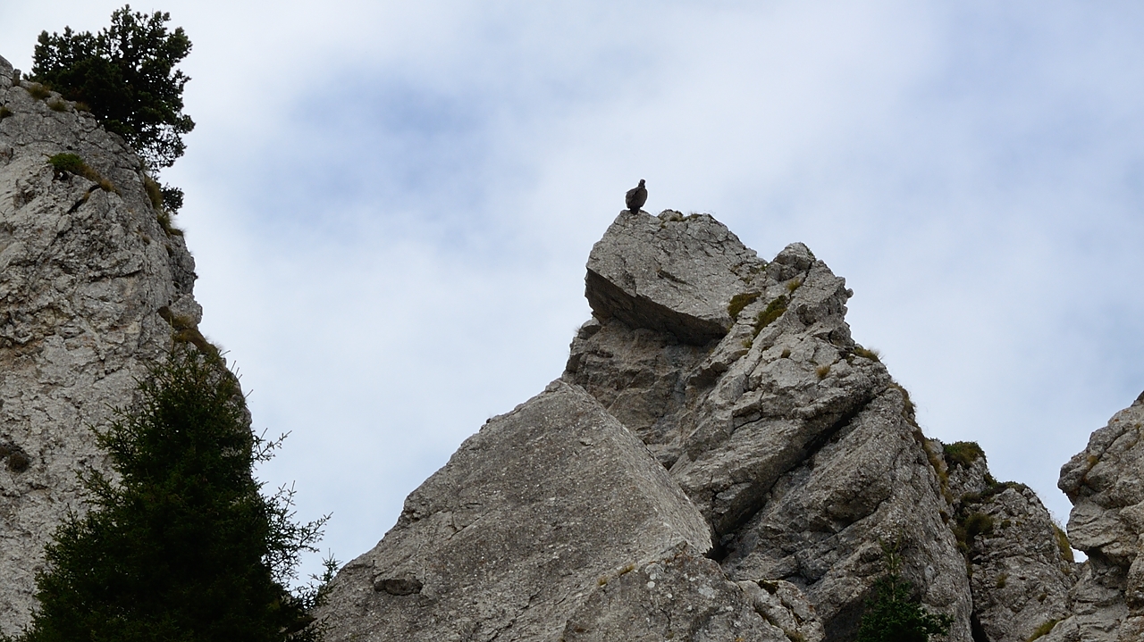 20161002-014-sousObiou.jpg - Un vautour, on l'a vu tres distinctement quand il s'est envole ...