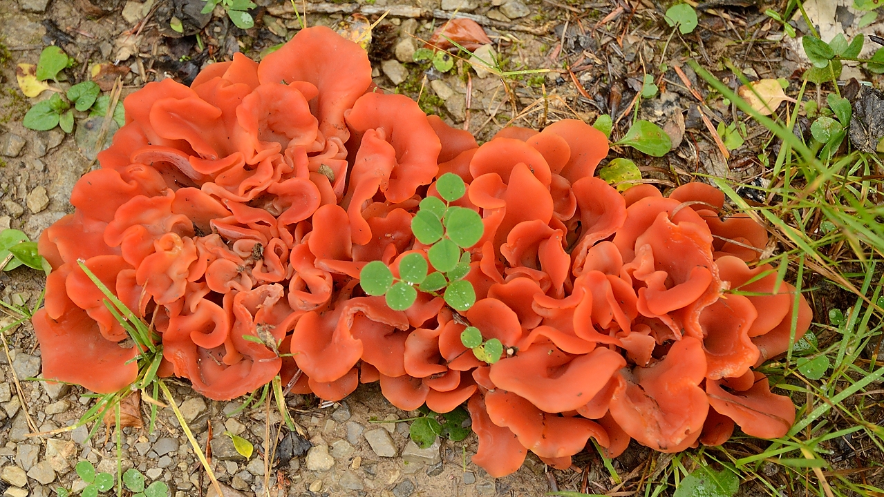 20161002-029-sousObiou.jpg - J'aurais dit une pezize orangee, mais j'ai un doute,  je ne l'ai jamais vue ainsi en rosace ... mais les tremellines sont toutes des parasite d'un bois