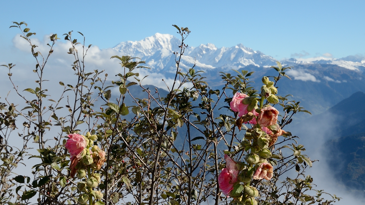 20161015-018-BelleEtoile.jpg - Surprenant : des roses tremieres au sommet