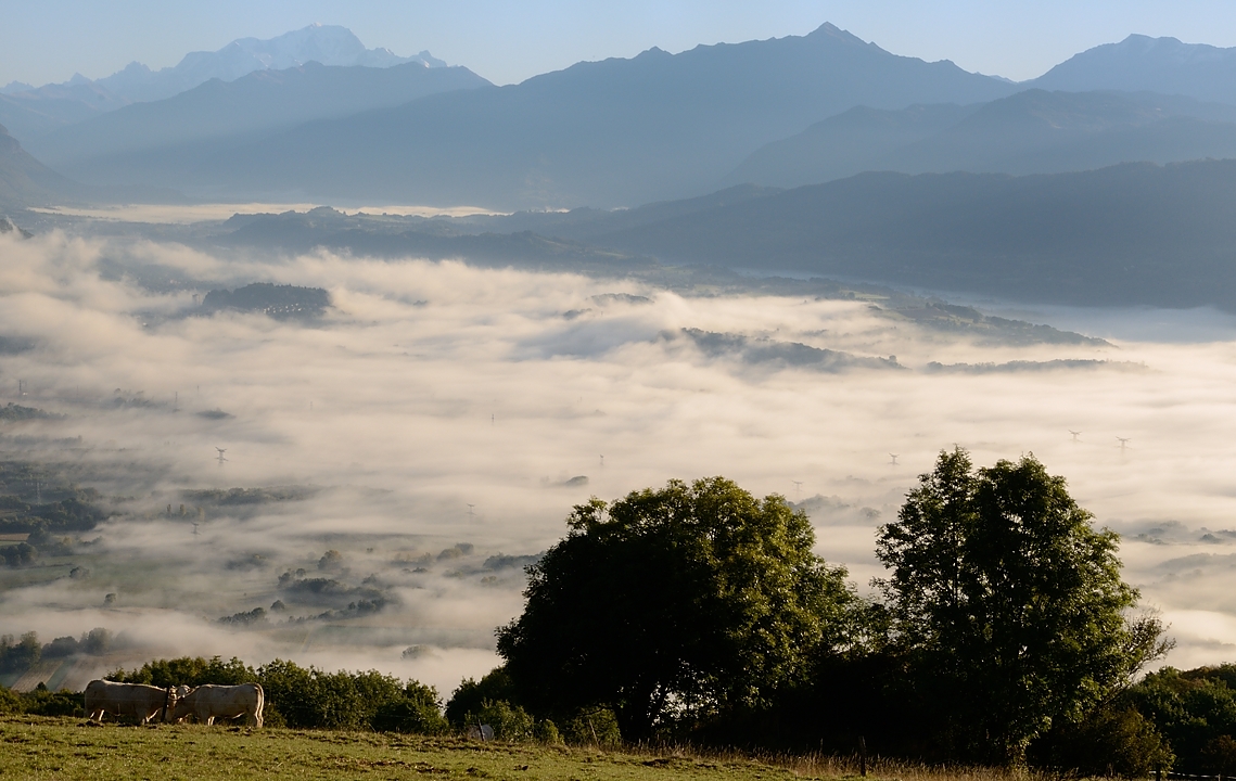 20161016-002-Granier.jpg - Au depart de la balade, dans les pres  juste au-dessus de Bellecombe : vue sur  les vergers et vignobles de la Savoie ... et au fond le Mont Blanc