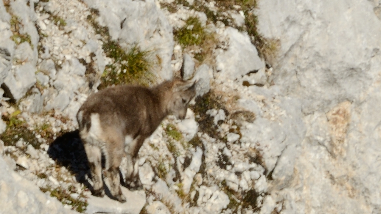 20161022-020-Tourrnette.jpg - A peine plus haut : une maman bouquetin et son petit juste au bord  du chemin (bien frequente)