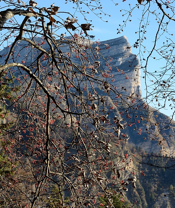 20161029-010-BecCharvet.jpg - ... encore une fois la Dent de Crolles, cette fois atravers un alisier