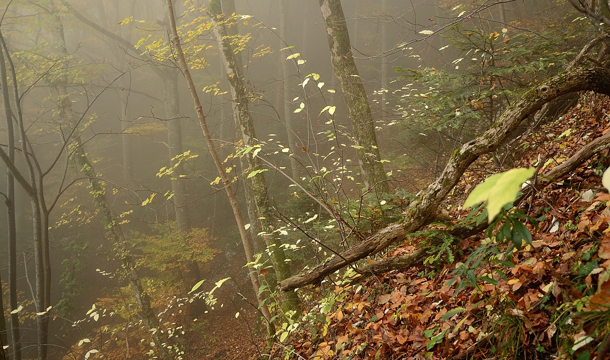 20161029-016-BecCharvet.jpg - C'est quoi ces feuilles blanches qui luisent dans le brouillard ?