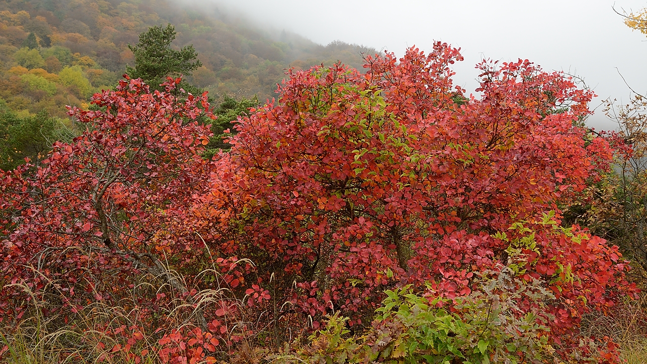 20161029-019-BecCharvet.jpg - tout en bas a quelques  metres de la voiture ; on est maintenant sous la couche de brouillard