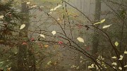 20161029-017-BecCharvet