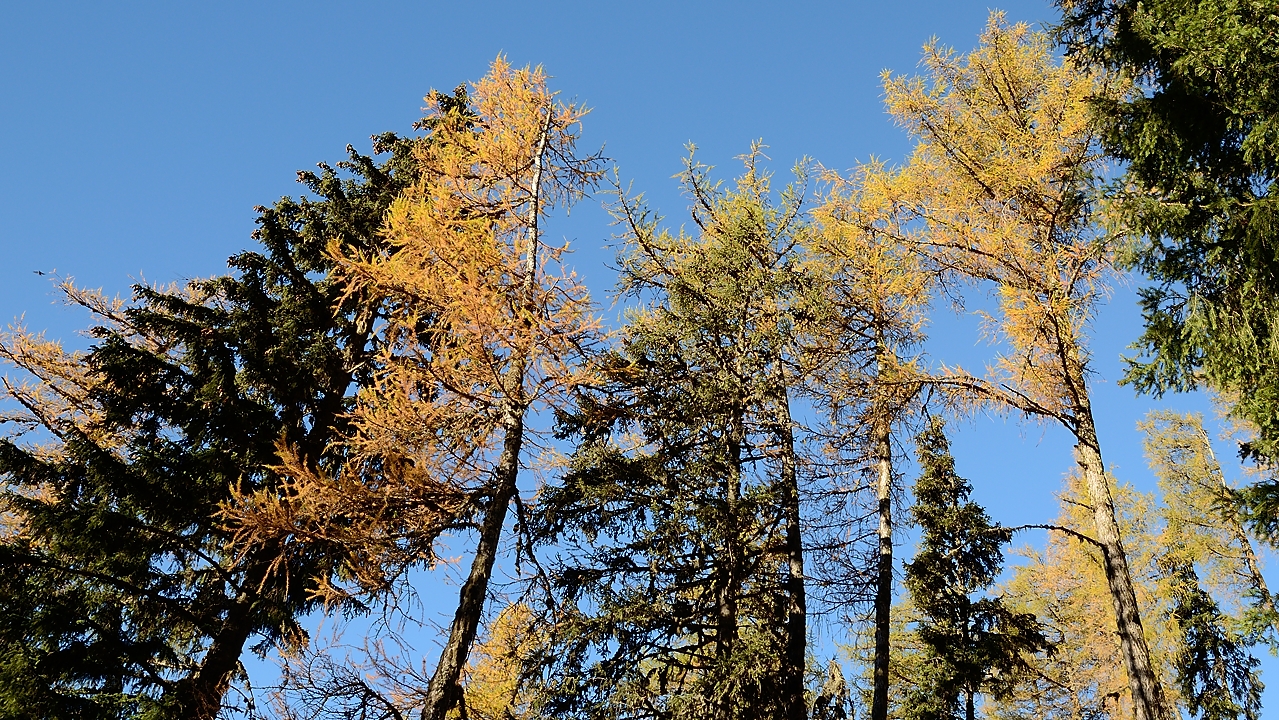 20161101-001-Taillefer.jpg -  ... magnifique les melezes  en habit d'automne