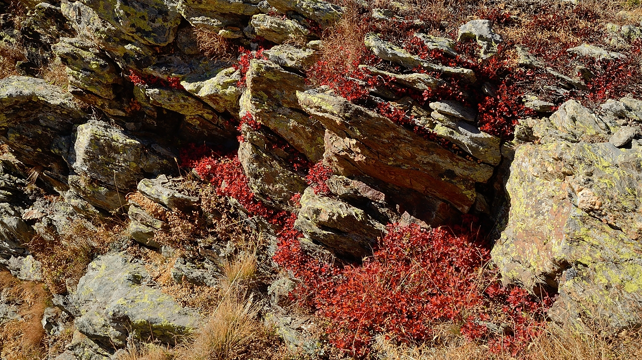 20161101-028-Taillefer.jpg - myrtilles